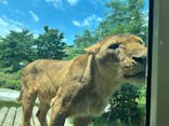東京動物園協会_多摩動物公園に投稿された画像（2025/6/1）