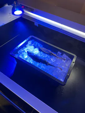 仙台うみの杜水族館に投稿された画像（2025/6/1）