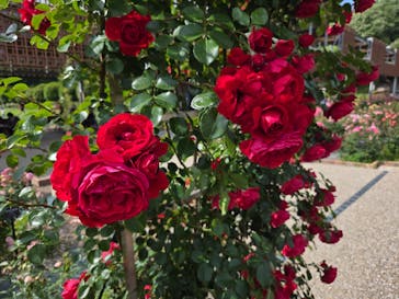 ぎふワールド・ローズガーデンに投稿された画像（2025/6/1）