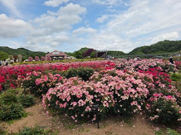 ぎふワールド・ローズガーデンに投稿された画像（2025/6/1）