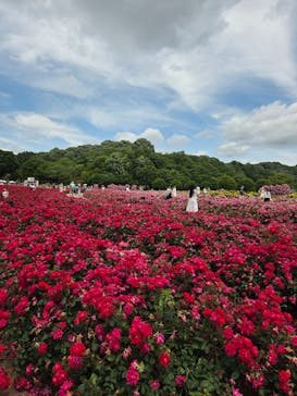 ぎふワールド・ローズガーデンに投稿された画像（2025/6/1）