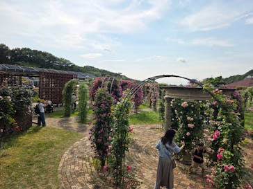 ぎふワールド・ローズガーデンに投稿された画像（2025/6/1）