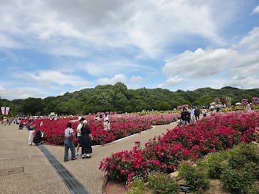 ぎふワールド・ローズガーデンに投稿された画像（2025/6/1）