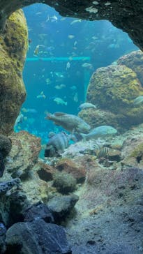 新江ノ島水族館に投稿された画像（2025/6/1）