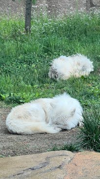 那須どうぶつ王国に投稿された画像（2025/6/1）