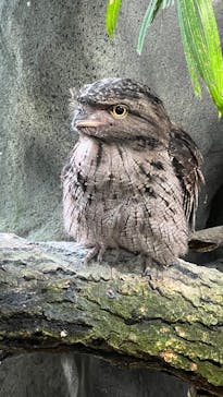 那須どうぶつ王国に投稿された画像（2025/6/1）