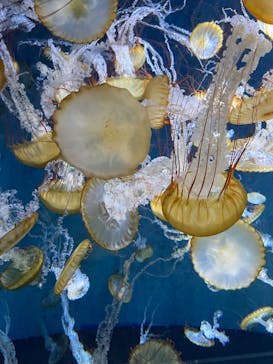 新江ノ島水族館に投稿された画像（2025/6/1）