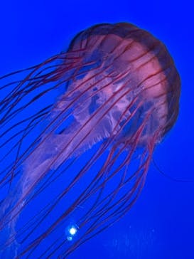 新江ノ島水族館に投稿された画像（2025/6/1）