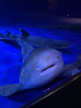 新江ノ島水族館に投稿された画像（2025/6/1）