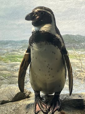 新江ノ島水族館に投稿された画像（2025/6/1）