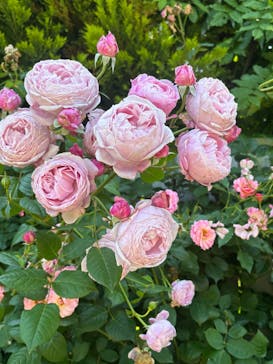 横浜イングリッシュガーデンに投稿された画像（2025/6/1）