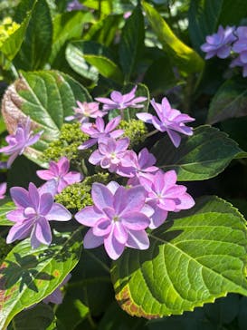 横浜イングリッシュガーデンに投稿された画像（2025/6/1）