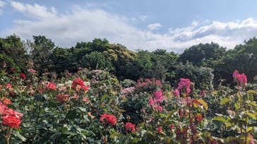 京成バラ園に投稿された画像（2025/6/1）
