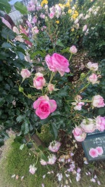 京成バラ園に投稿された画像（2025/6/1）