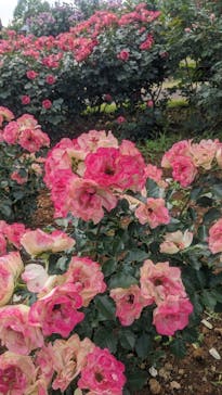 京成バラ園に投稿された画像（2025/6/1）