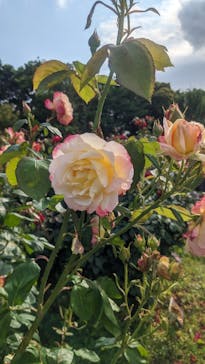 京成バラ園に投稿された画像（2025/6/1）