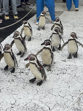 越前松島水族館に投稿された画像（2025/6/1）