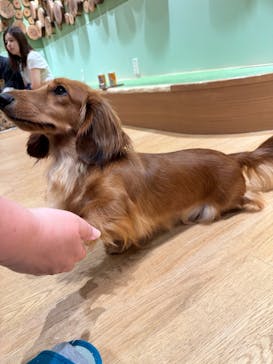 いぬカフェRio 新宿店に投稿された画像（2025/6/1）