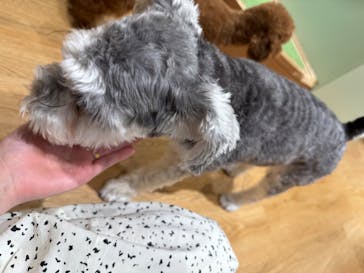 いぬカフェRio 新宿店に投稿された画像（2025/6/1）