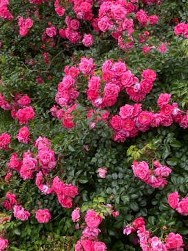 京成バラ園に投稿された画像（2025/6/1）