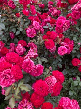 京成バラ園に投稿された画像（2025/6/1）