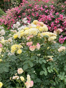 京成バラ園に投稿された画像（2025/6/1）