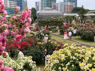 京成バラ園に投稿された画像（2025/6/1）