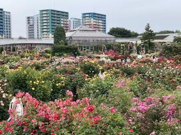 京成バラ園に投稿された画像（2025/6/1）