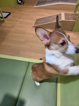 いぬカフェRio 仙台店に投稿された画像（2025/6/1）