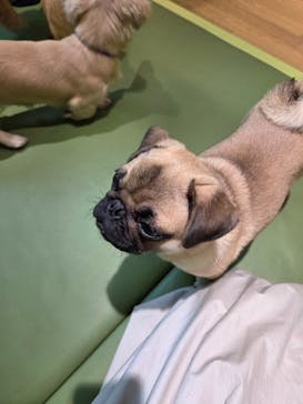 いぬカフェRio 仙台店に投稿された画像（2025/6/1）