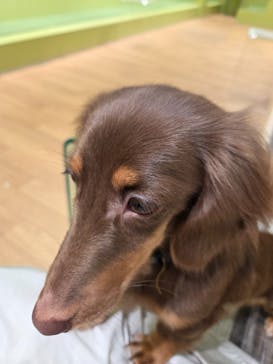 いぬカフェRio 仙台店に投稿された画像（2025/6/1）