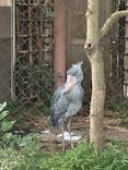 恩賜上野動物園に投稿された画像（2025/6/1）