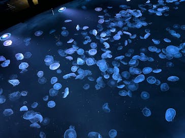 すみだ水族館に投稿された画像（2025/6/1）