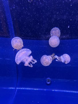 すみだ水族館に投稿された画像（2025/6/1）