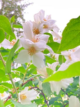 横浜イングリッシュガーデンに投稿された画像（2025/6/1）