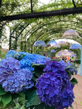 横浜イングリッシュガーデンに投稿された画像（2025/6/1）