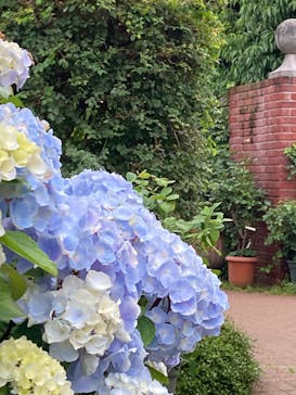 横浜イングリッシュガーデンに投稿された画像（2025/6/1）