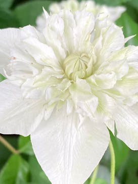 横浜イングリッシュガーデンに投稿された画像（2025/6/1）