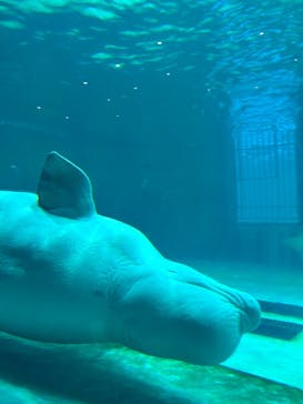 鴨川シーワールドに投稿された画像（2025/6/1）