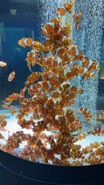 鴨川シーワールドに投稿された画像（2025/6/1）