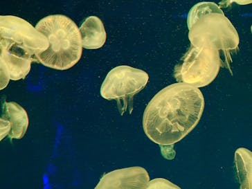 名古屋港水族館に投稿された画像（2025/6/1）