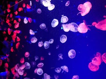 名古屋港水族館に投稿された画像（2025/6/1）