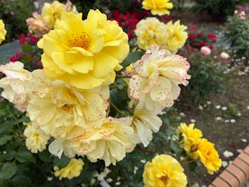 ぎふワールド・ローズガーデンに投稿された画像（2025/6/1）