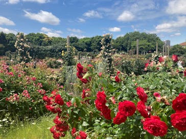 京成バラ園に投稿された画像（2025/6/1）
