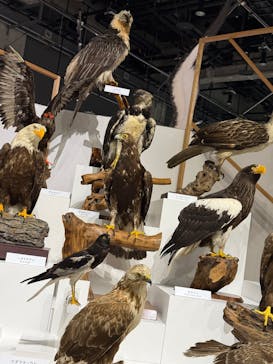 特別展「鳥～ゲノム解析が解き明かす新しい鳥類の系統～」に投稿された画像（2025/6/1）