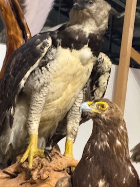 特別展「鳥～ゲノム解析が解き明かす新しい鳥類の系統～」に投稿された画像（2025/6/1）