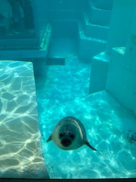 マリンワールド海の中道に投稿された画像（2025/6/1）