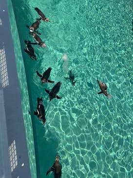 葛西臨海水族園に投稿された画像（2025/6/1）