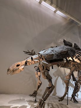 国立科学博物館に投稿された画像（2025/6/1）