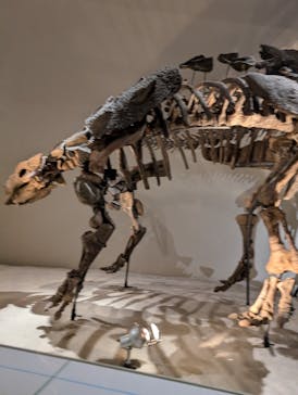 国立科学博物館に投稿された画像（2025/6/1）